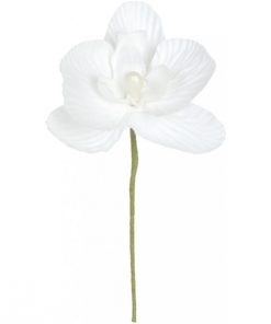 orchide blanche dragees