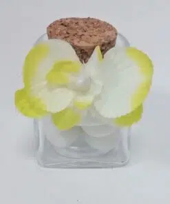 orchidées vert anis