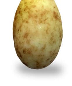 Dragées Amende chocolat Tiramisu